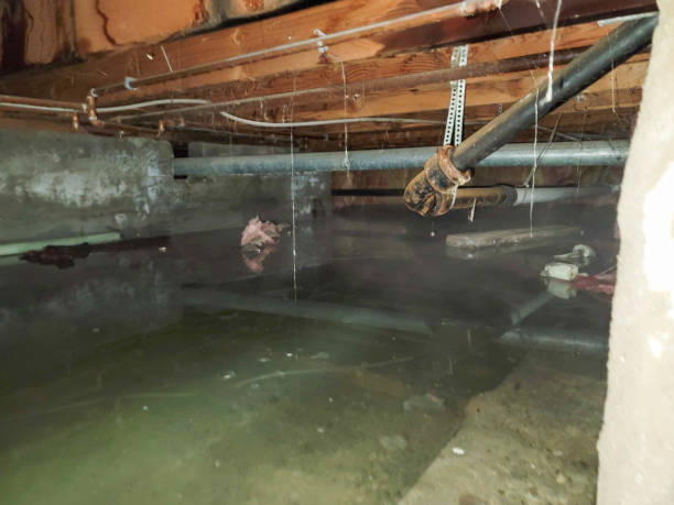 Best Water damage mitigation services  in Moapa Valley, NV